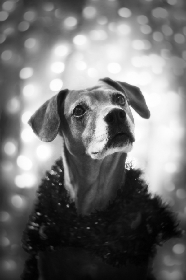 festive edi dog